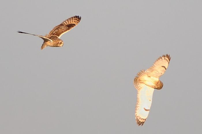 14.jpg - Velduil (Short-eared Owl, Asio Flammeus). Uitkerkse polders. 2/02/2008. Copyright: Joris Everaert. Nikon D300, Sigma APO 500mm f4.5 EX DG HSM